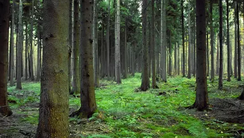 仟億達(dá)831999：林業(yè)碳匯項(xiàng)目的儲(chǔ)備與開(kāi)發(fā)&ldquo;意義